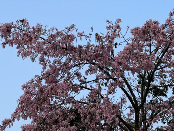 iphone 13 pro 3x (1)