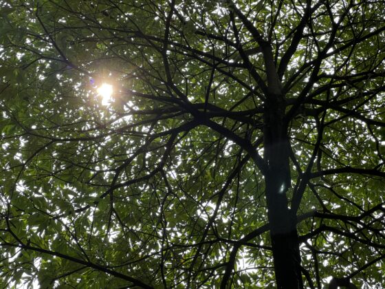 iphone 13 pro 3x (10)