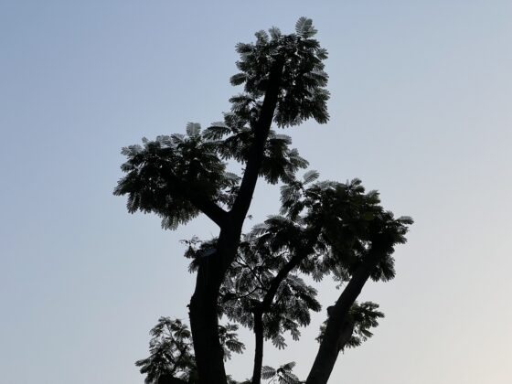 iphone 13 pro 3x (3)