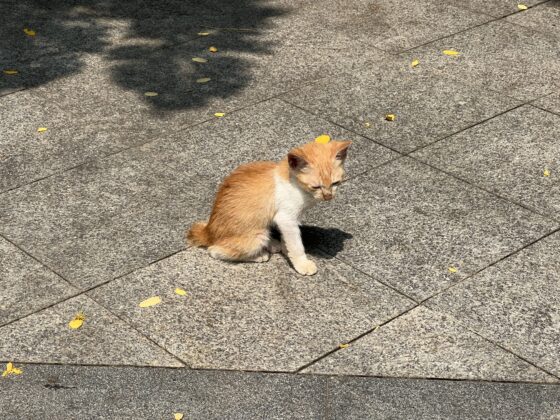 iphone 13 pro 3x (9)