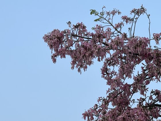 iphone 13 pro 5x (1)