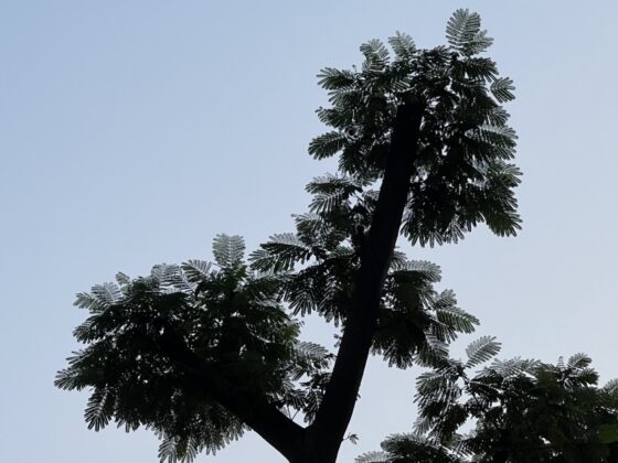 iphone 13 pro 5x (2)