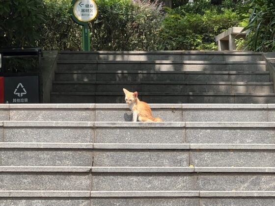 iphone 13 pro 5x (6)