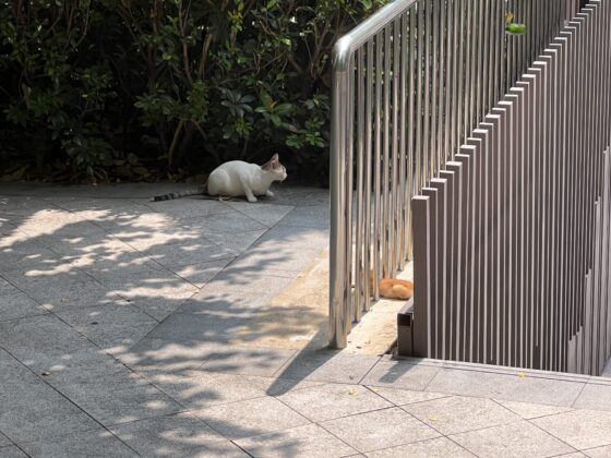 iphone 13 pro 5x (7)