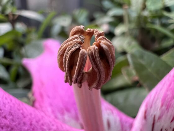 iphone 13 pro macro (1)