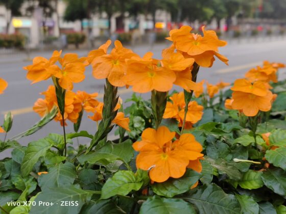 vivo x70 pro plus 2x (2)