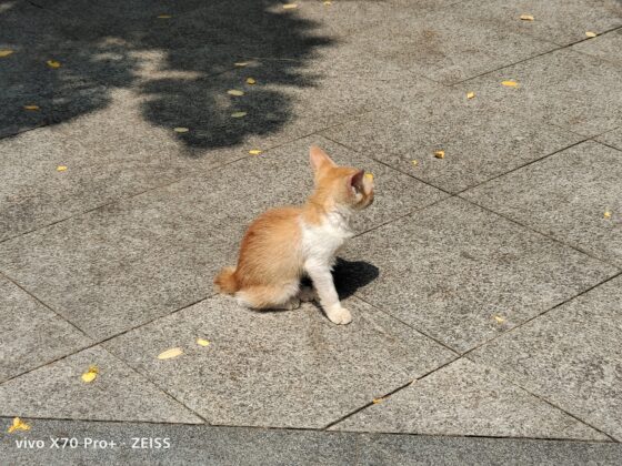 vivo x70 pro plus 3x (12)