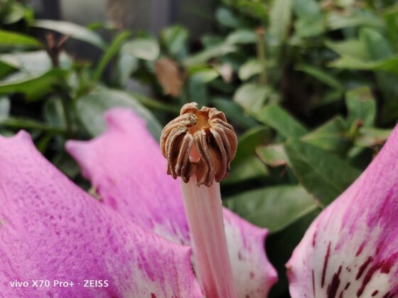 vivo x70 pro plus Macro (1)