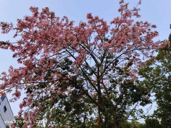 vivo x70 pro plus main (1)