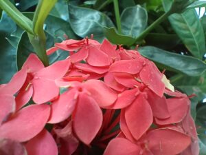 Reno7 Pro Macro -1206155928
