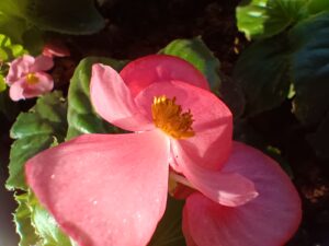 Reno7 Pro Macro -1206161427