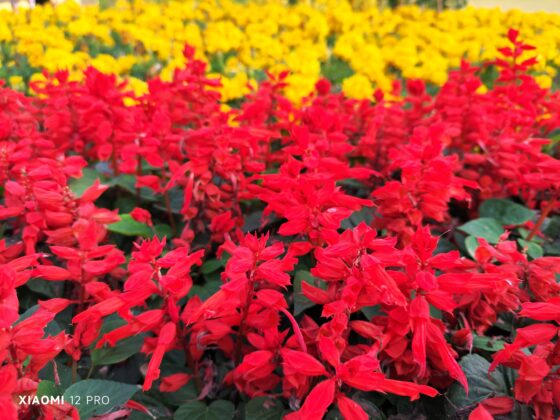 Xiaomi 12 Pro Main_20220104_172557