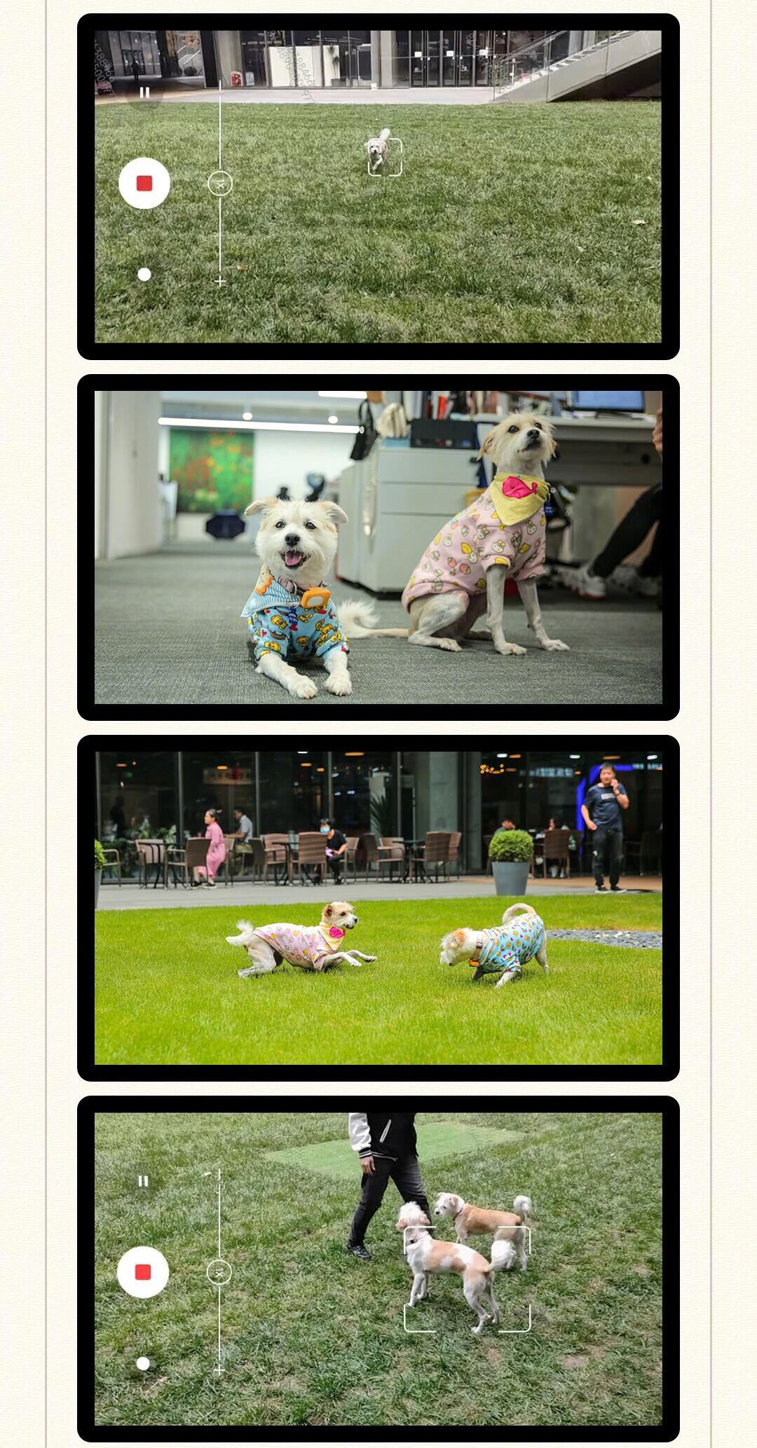 Perro de muestras de cámara Xiaomi 12