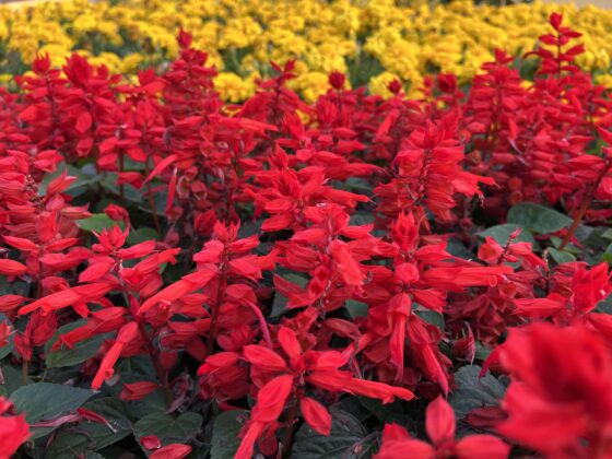 iPhone 13 Pro Main_0399