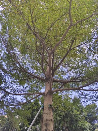 iqoo 9 pro main camera (6)