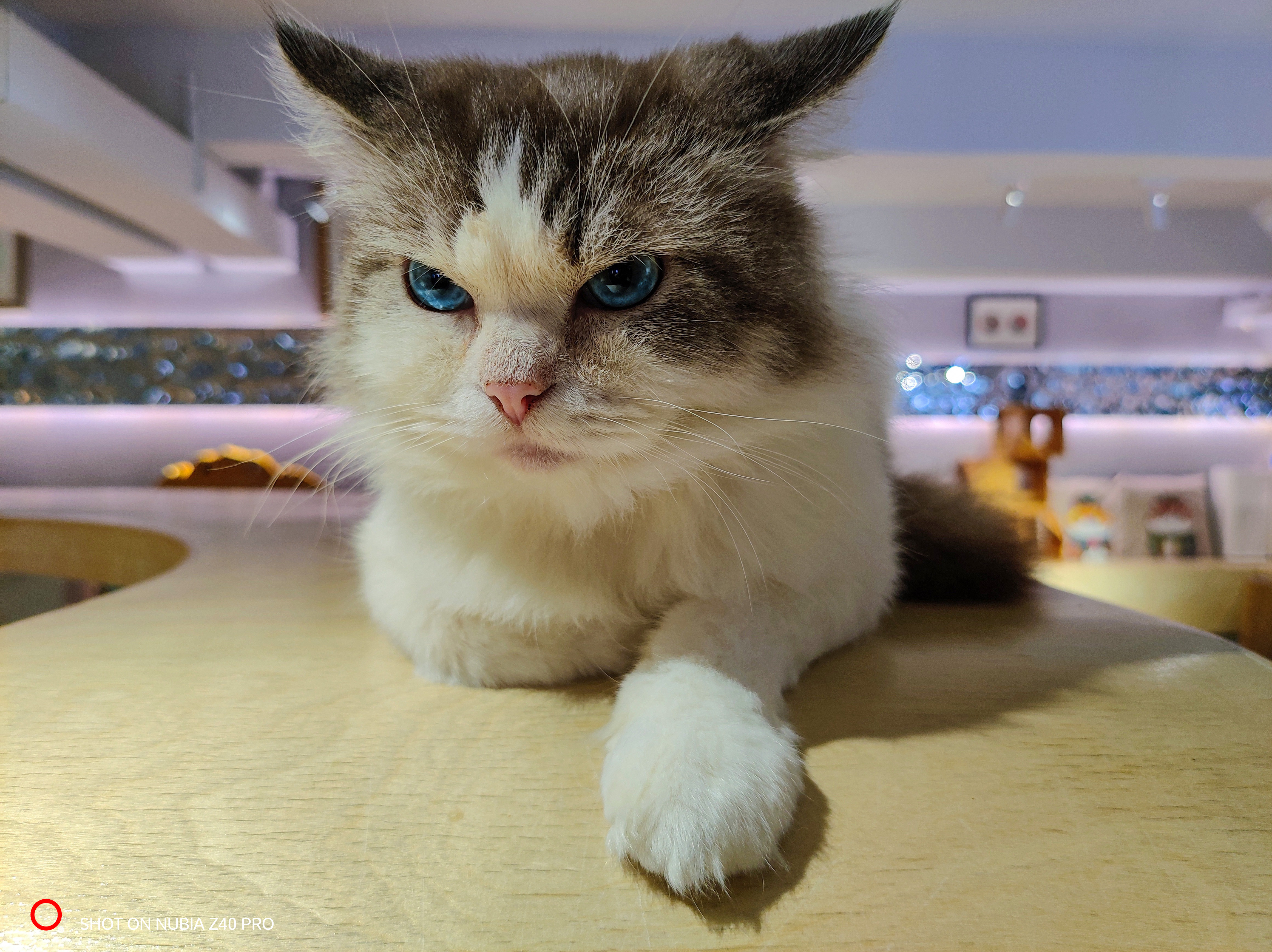 Nubia Z40 Pro camera