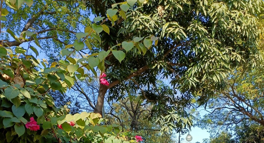 oppo-reno7-5g-day-sample_5