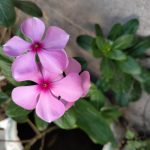 OPPO F21 Pro Camera Sample Daylight Flower A