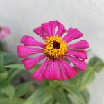 OPPO F21 Pro Camera Sample Daylight Flower B