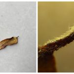 Oppo F21 Pro Camera Sample Microscope C