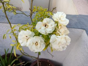 Oneplus Nord CE 2 Lite 5G Camera Sample