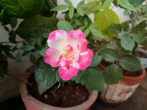Oneplus Nord CE 2 Lite 5G Camera Sample
