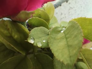 Oneplus Nord CE 2 Lite 5G Camera Sample