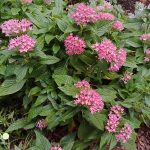 Doogee S61 Pro camera