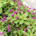 Doogee S61 Pro camera 7