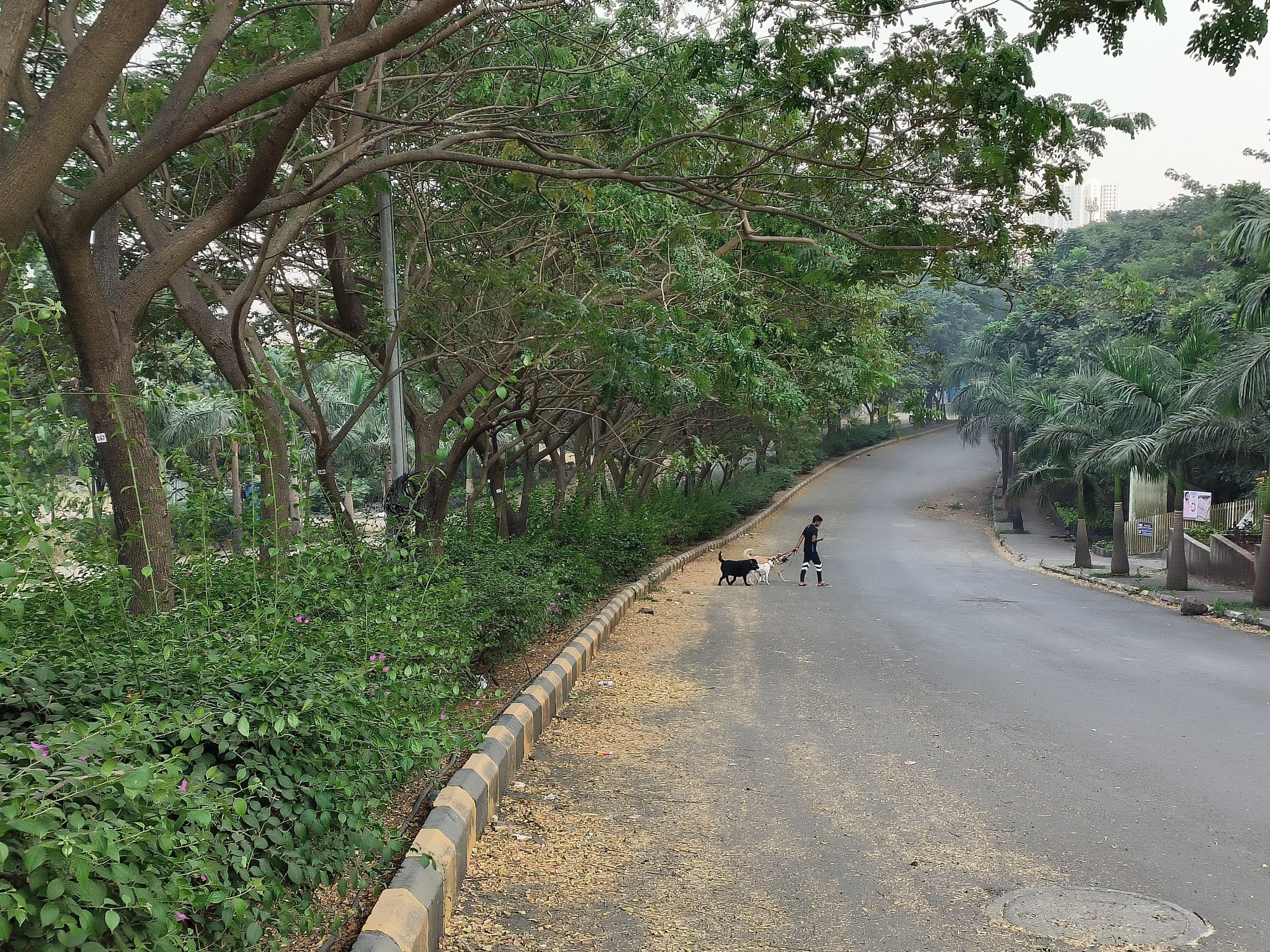 OPPO Reno 8 Pro daylight 4 zoom (2x)