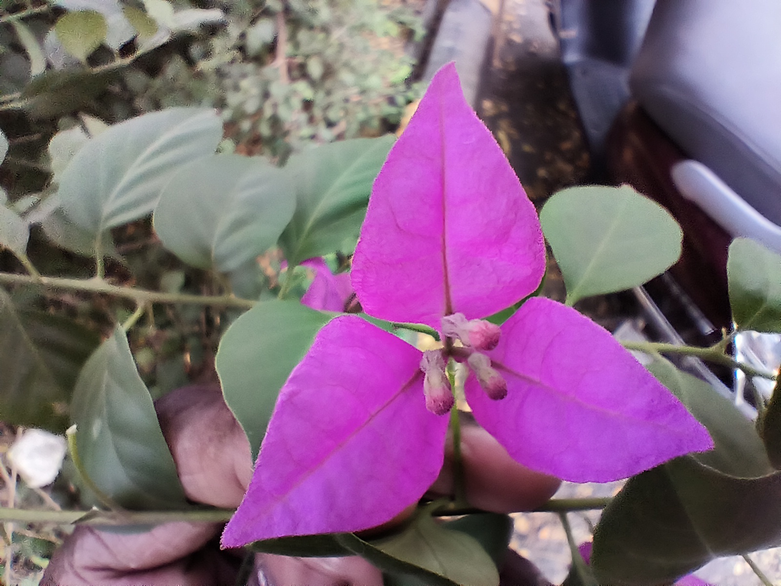 OPPO Reno 8 Pro macro shot