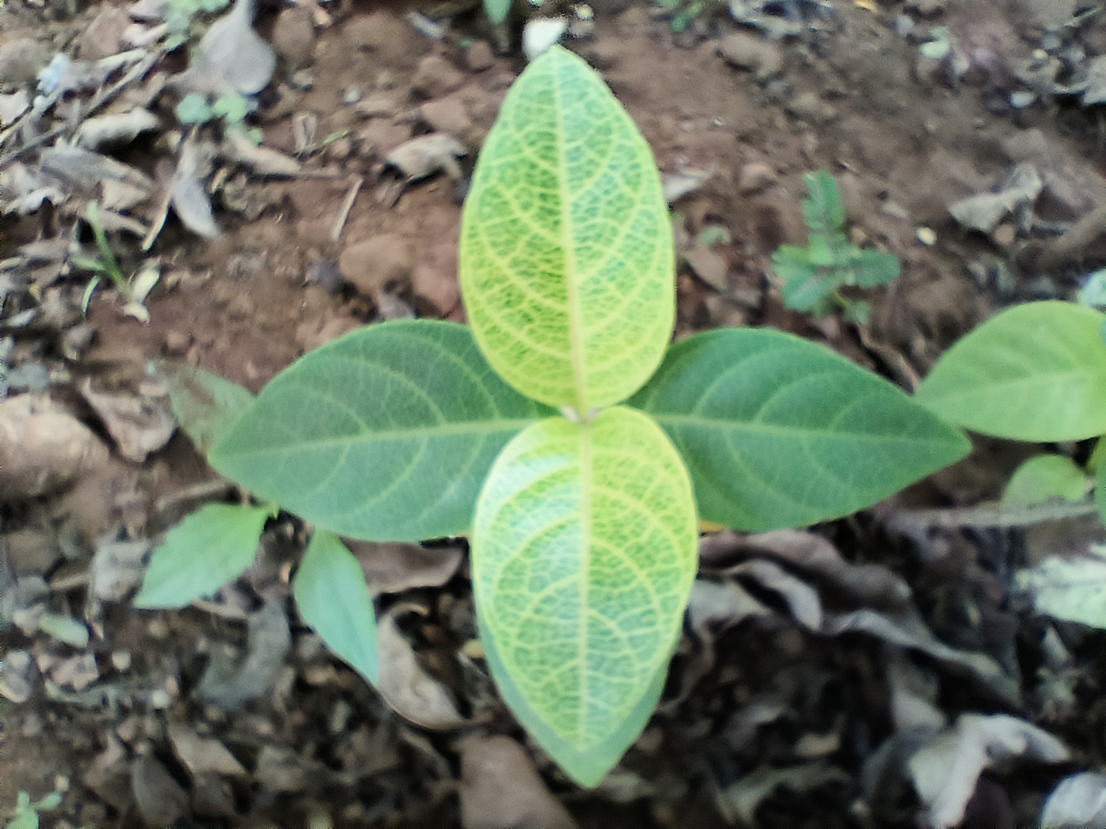 OPPO Reno 8 Pro macro shot