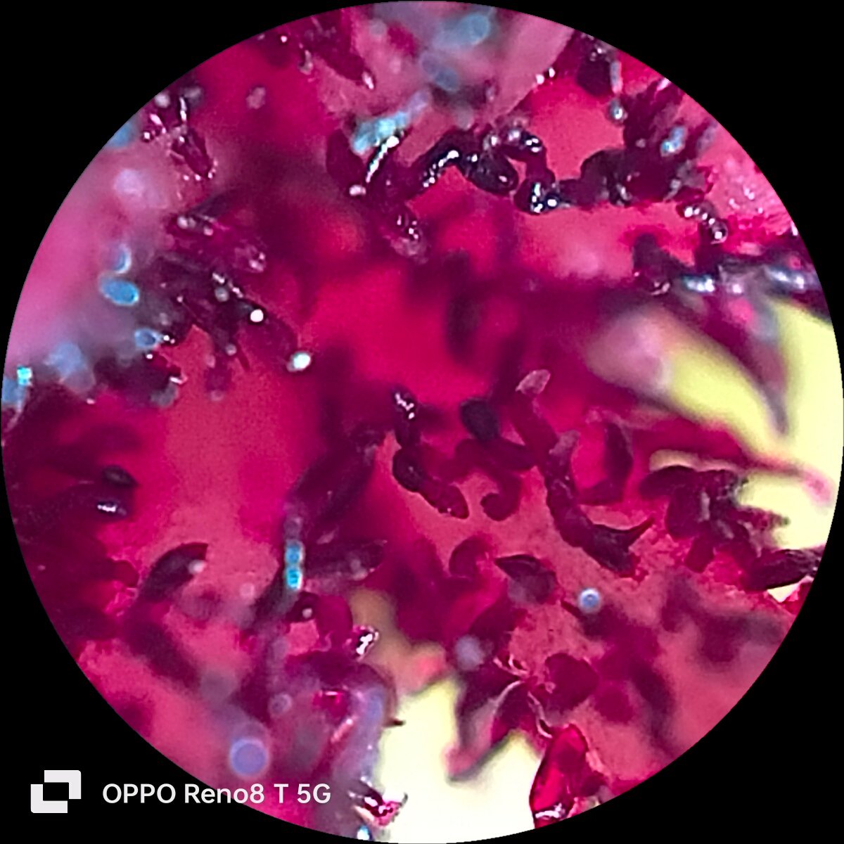 OPPO Reno 8T 5G Review: A Mix of Premium Design, Decent Specs - Gizmochina