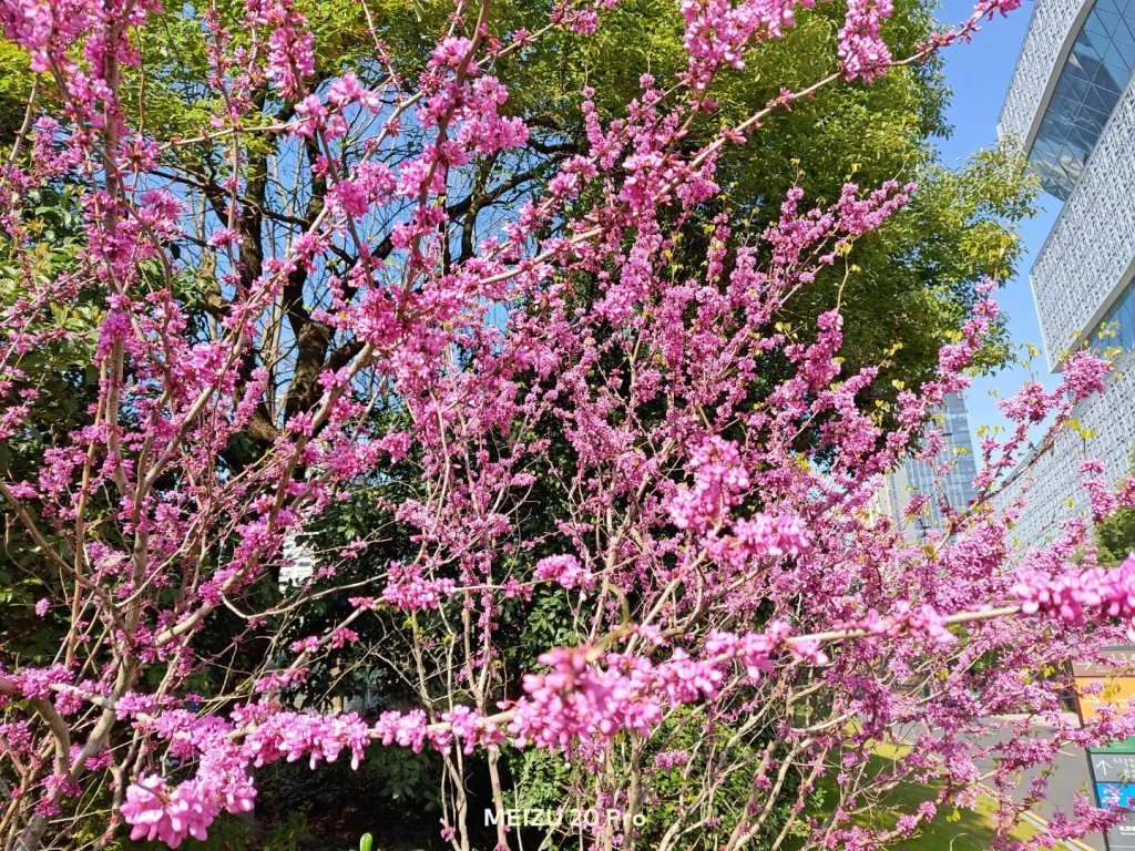 Meizu 20 Pro Camera Sample