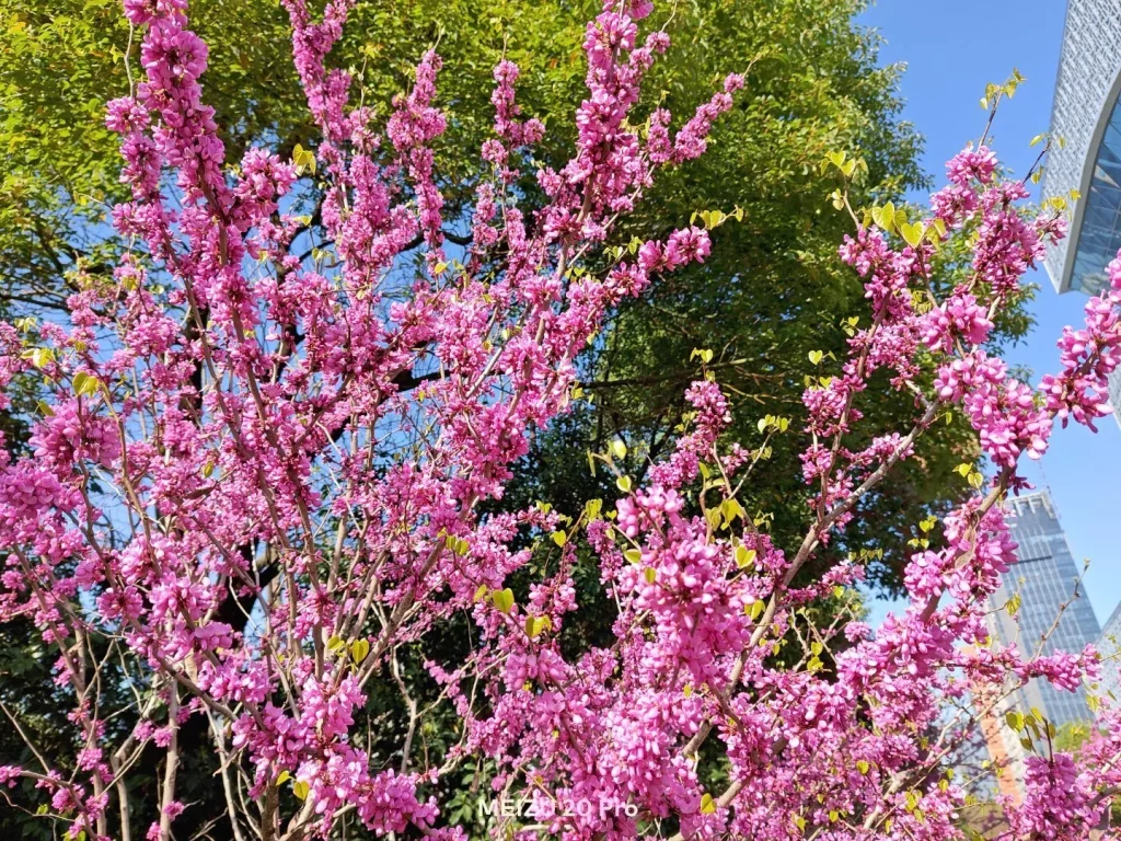 Meizu 20 Pro Camera Sample