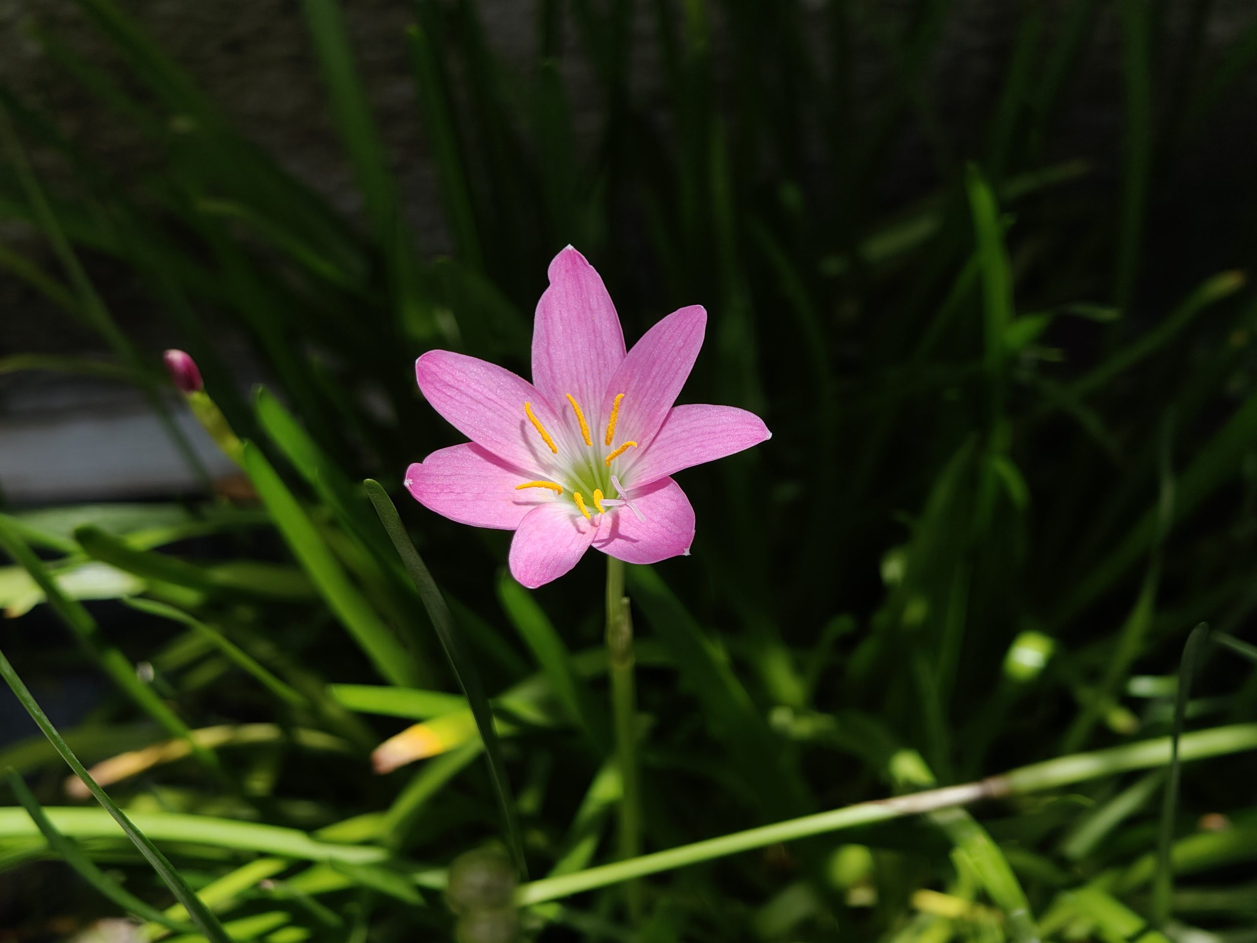 Oppo Reno 10 Pro Plus Camera Sample