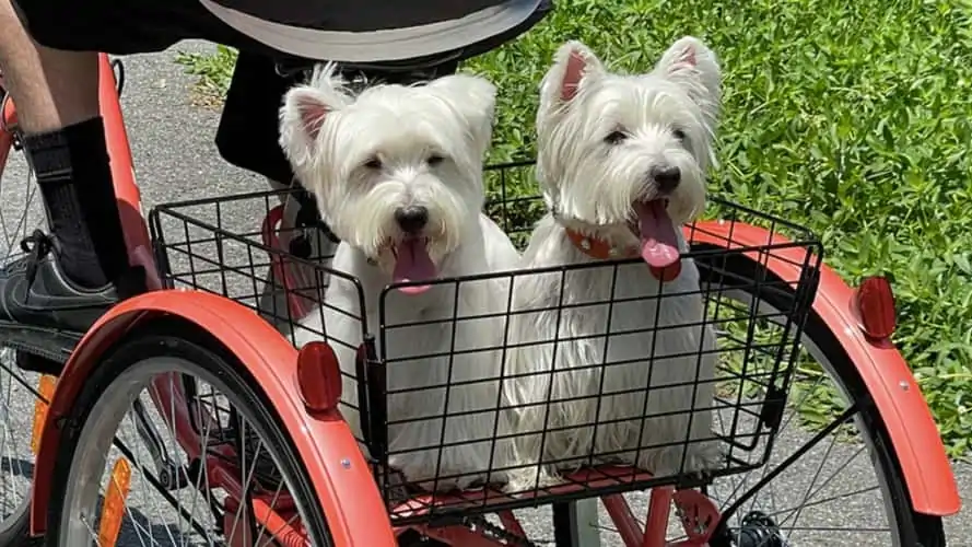 Viribus Electric Trike