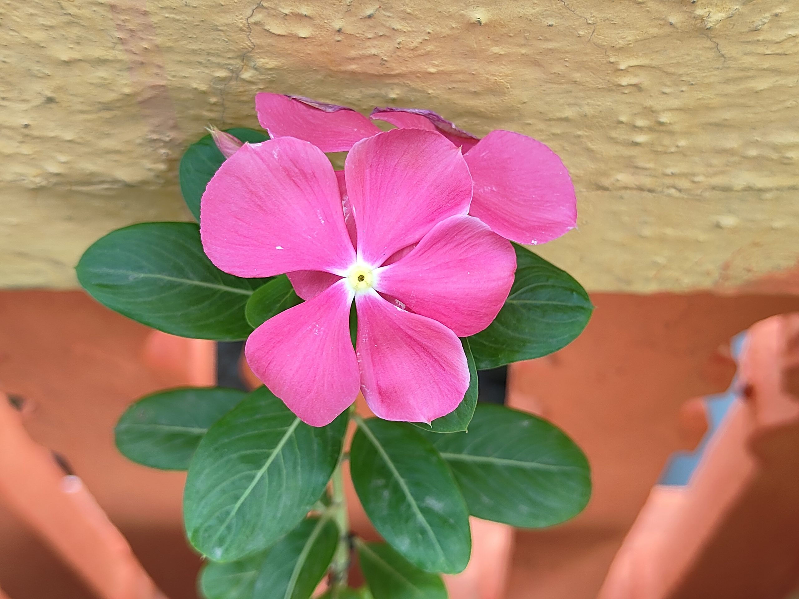 OnePlus Nord CE 3 Camera Sample