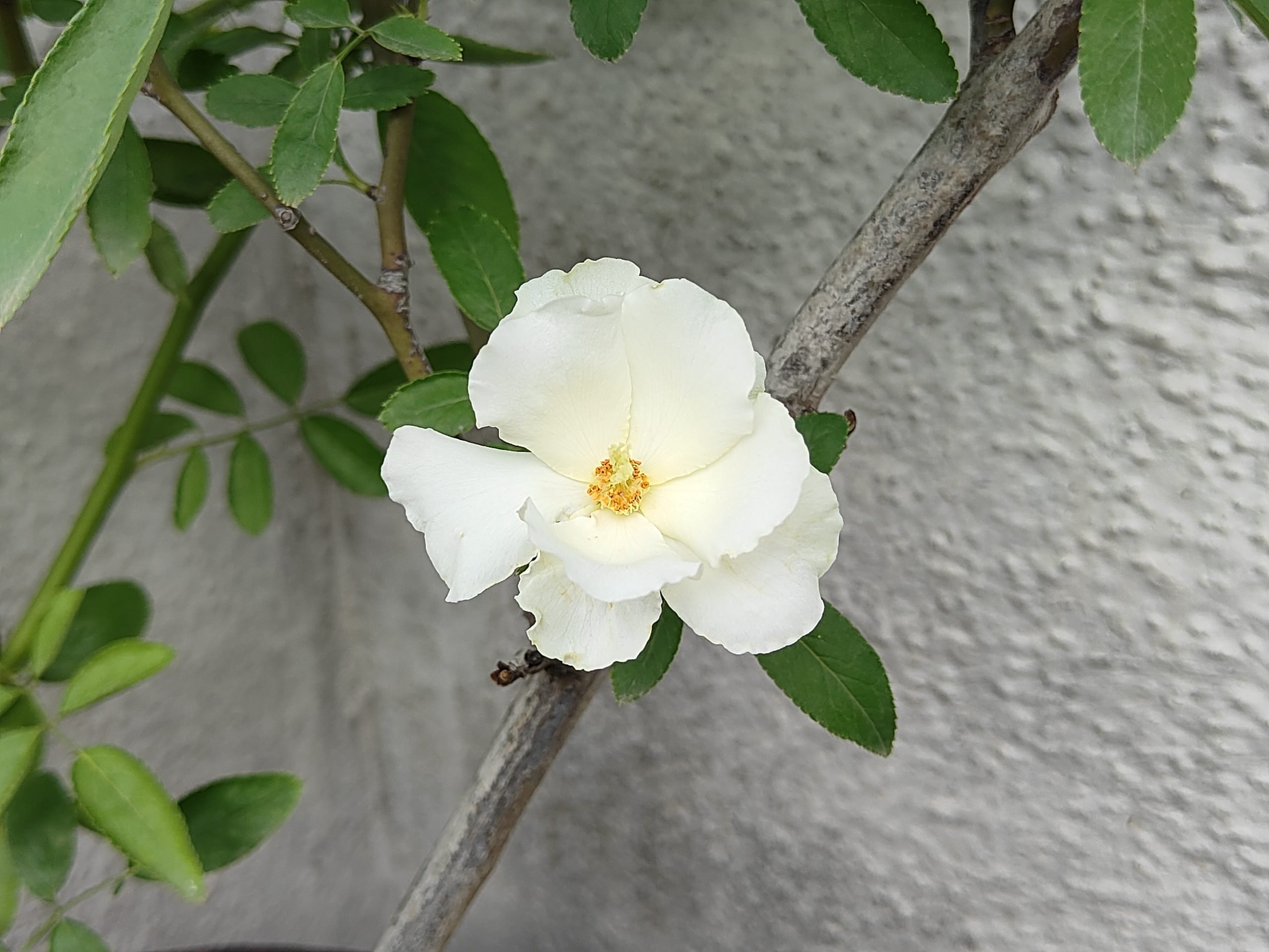 OnePlus Nord CE 3 Camera Sample