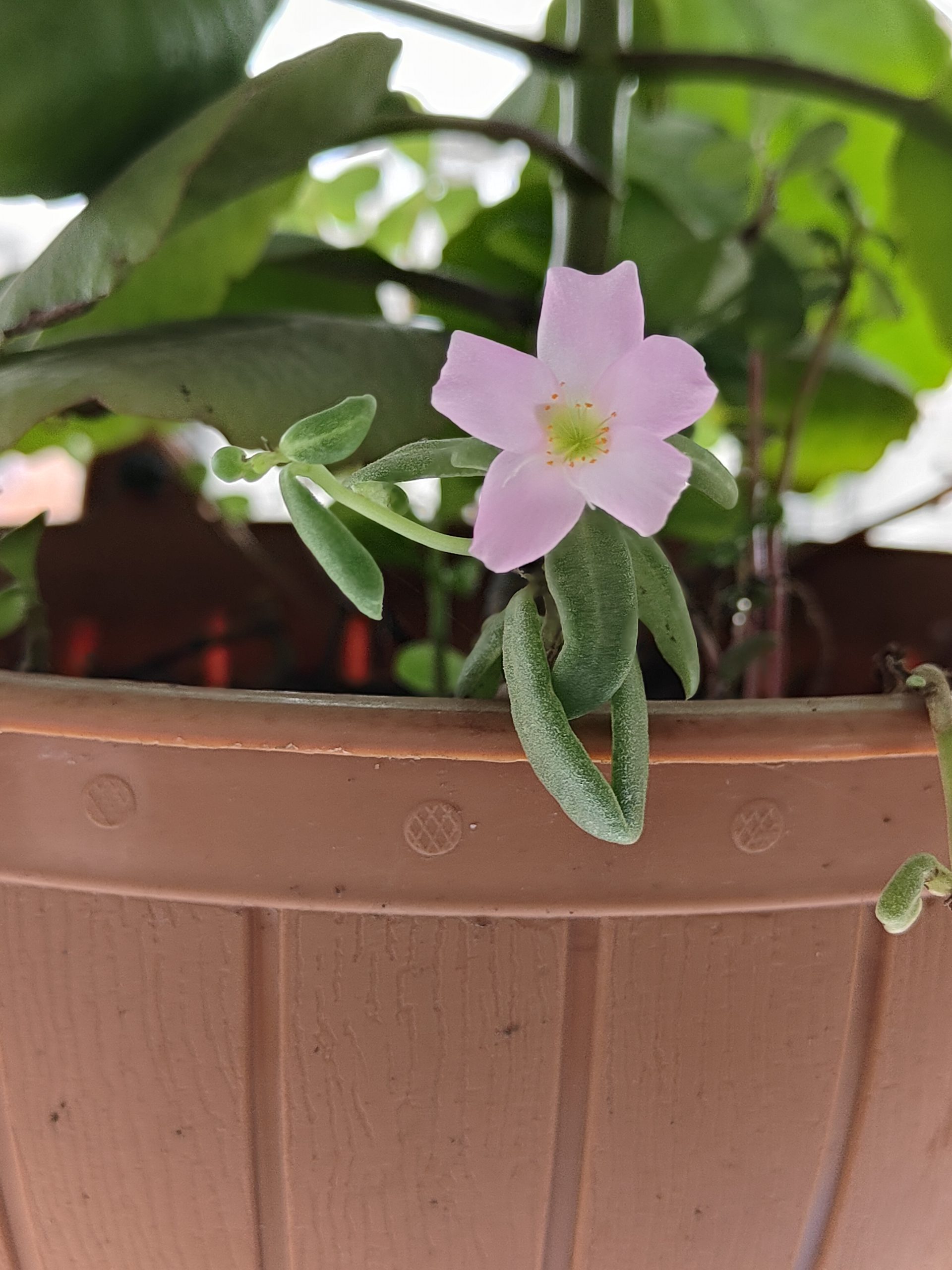 OnePlus Nord CE 3 Camera Sample