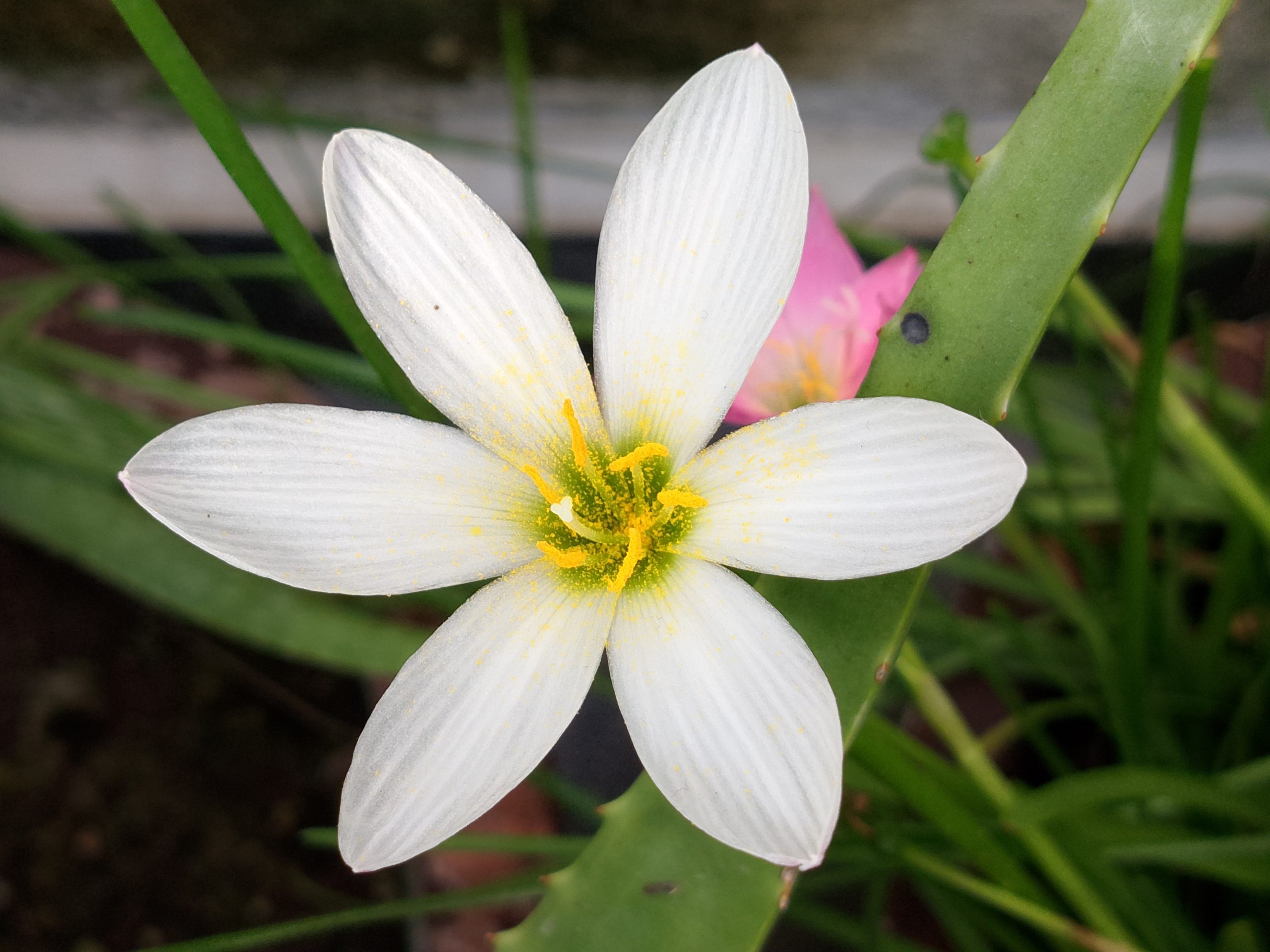 Realme C53 Camera Sample