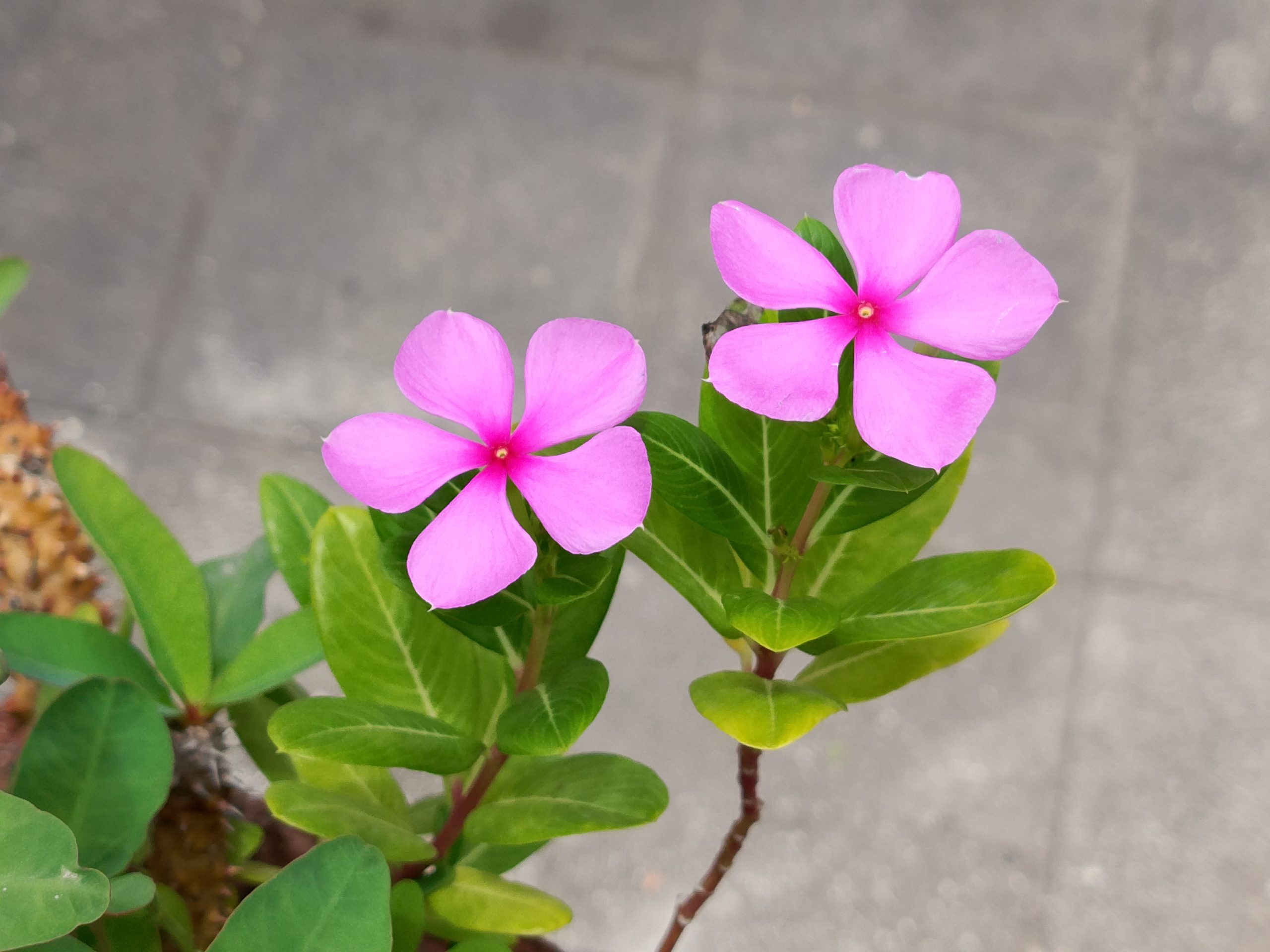 Realme C53 Camera Sample