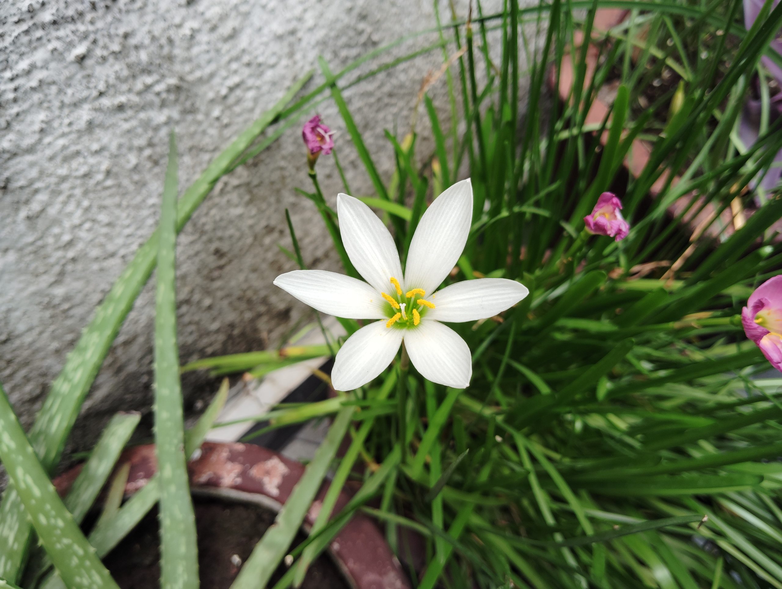 Redmi 12 5G Camera Sample