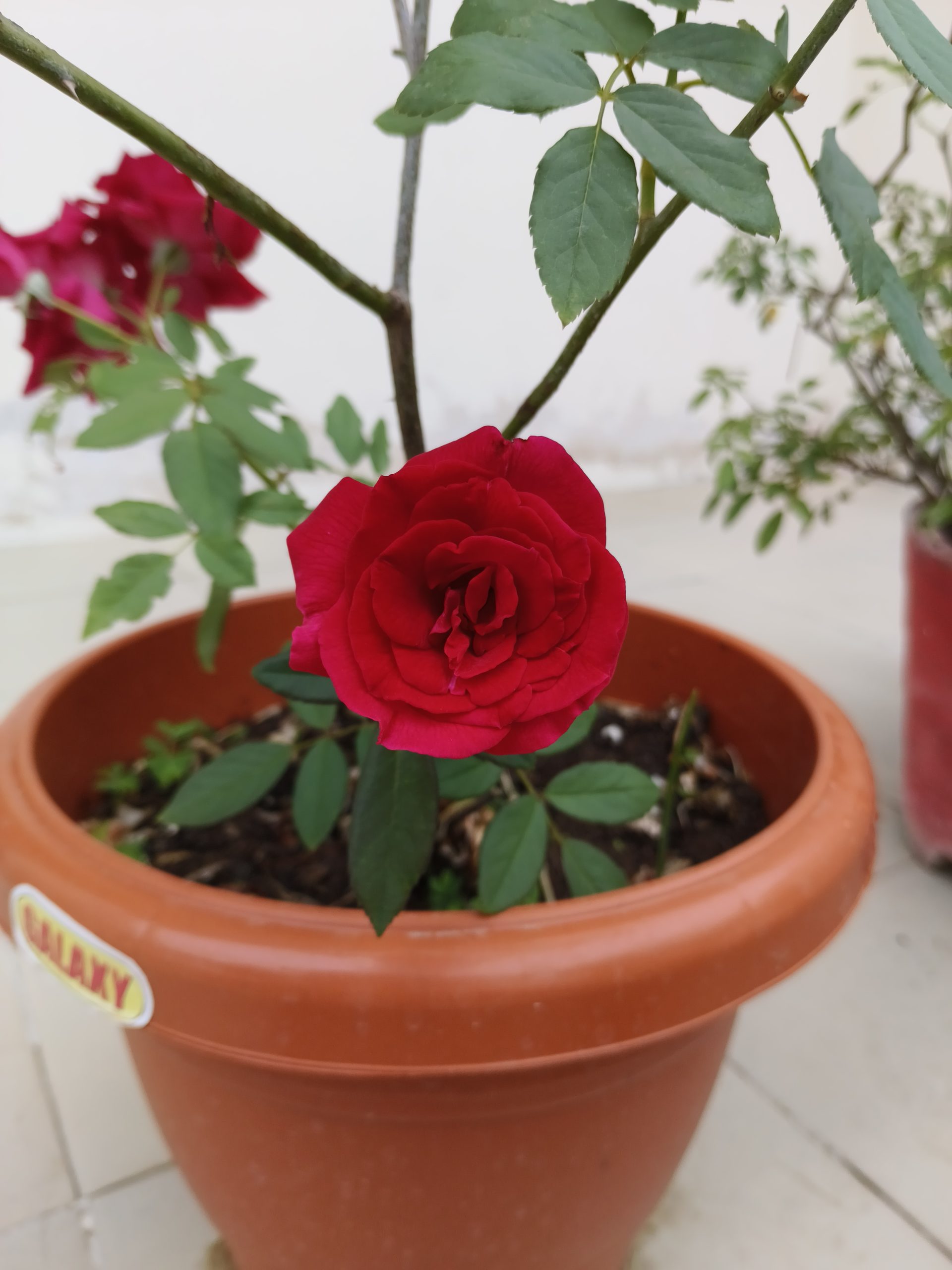 iQOO Z7 Pro Camera Sample