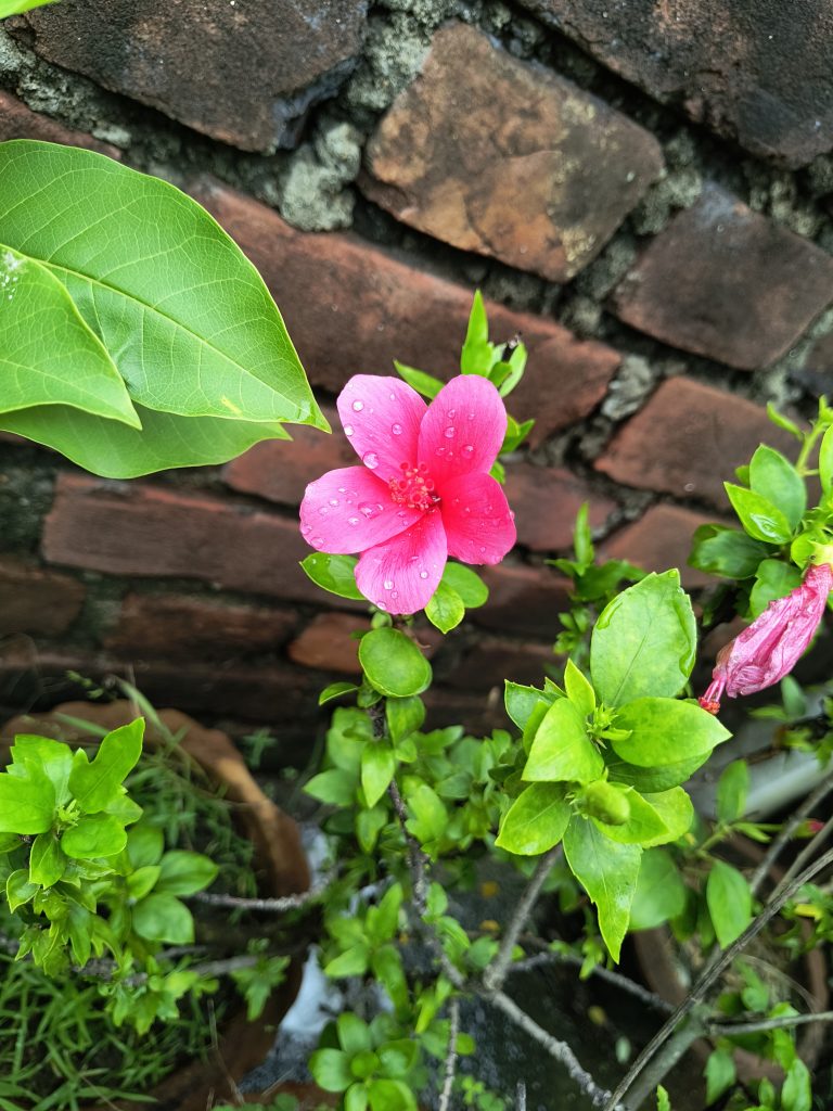 Motorola Edge 40 Neo Camera Sample