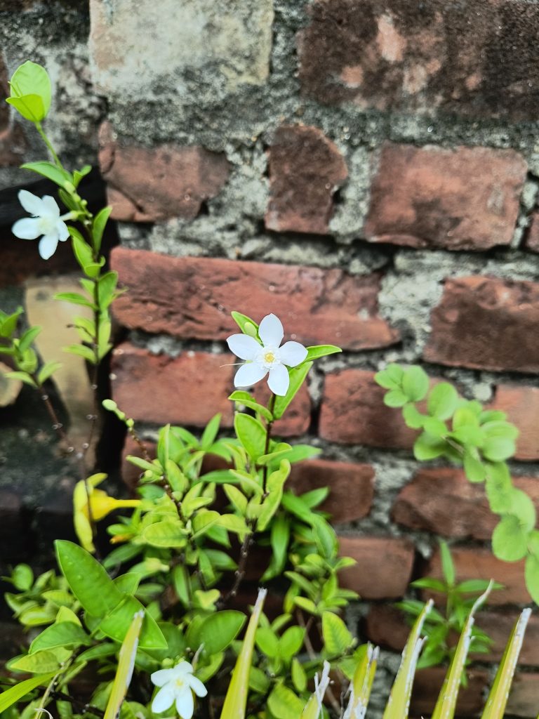 Motorola Edge 40 Neo Camera Sample