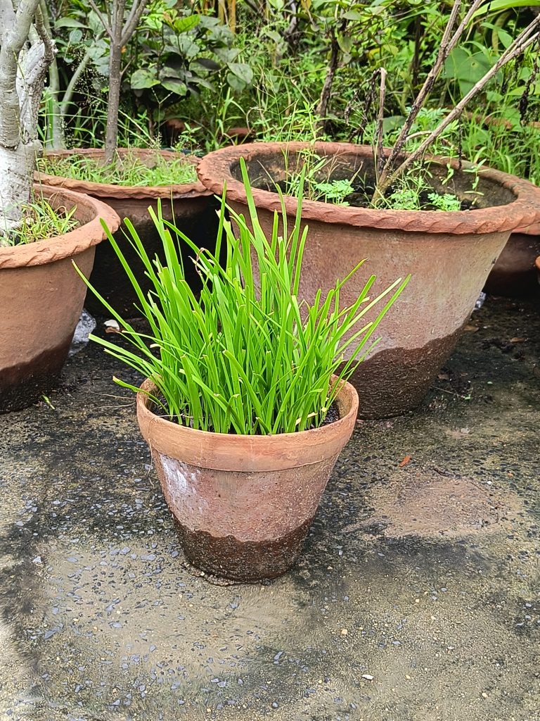 Motorola Edge 40 Neo Camera Sample