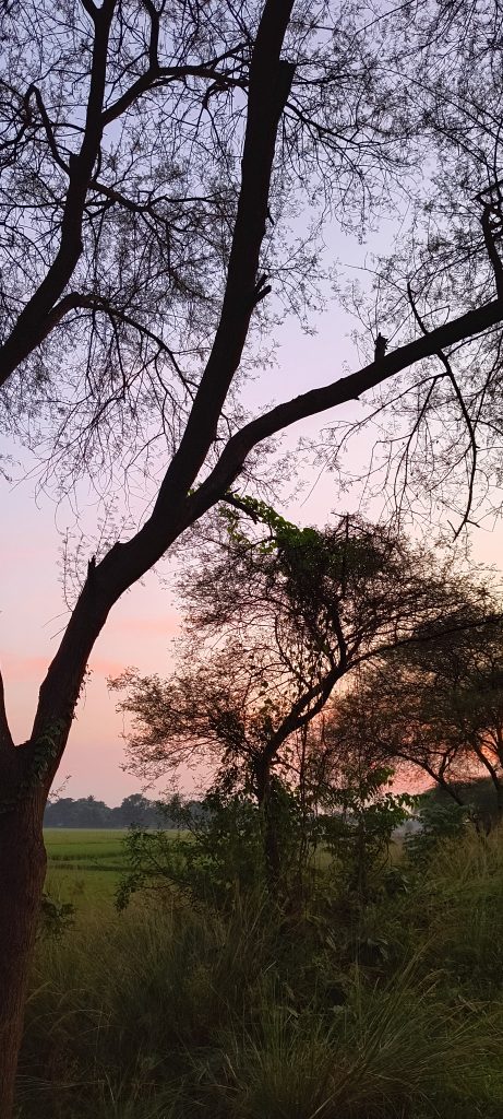 Motorola Edge 40 Neo Camera Sample