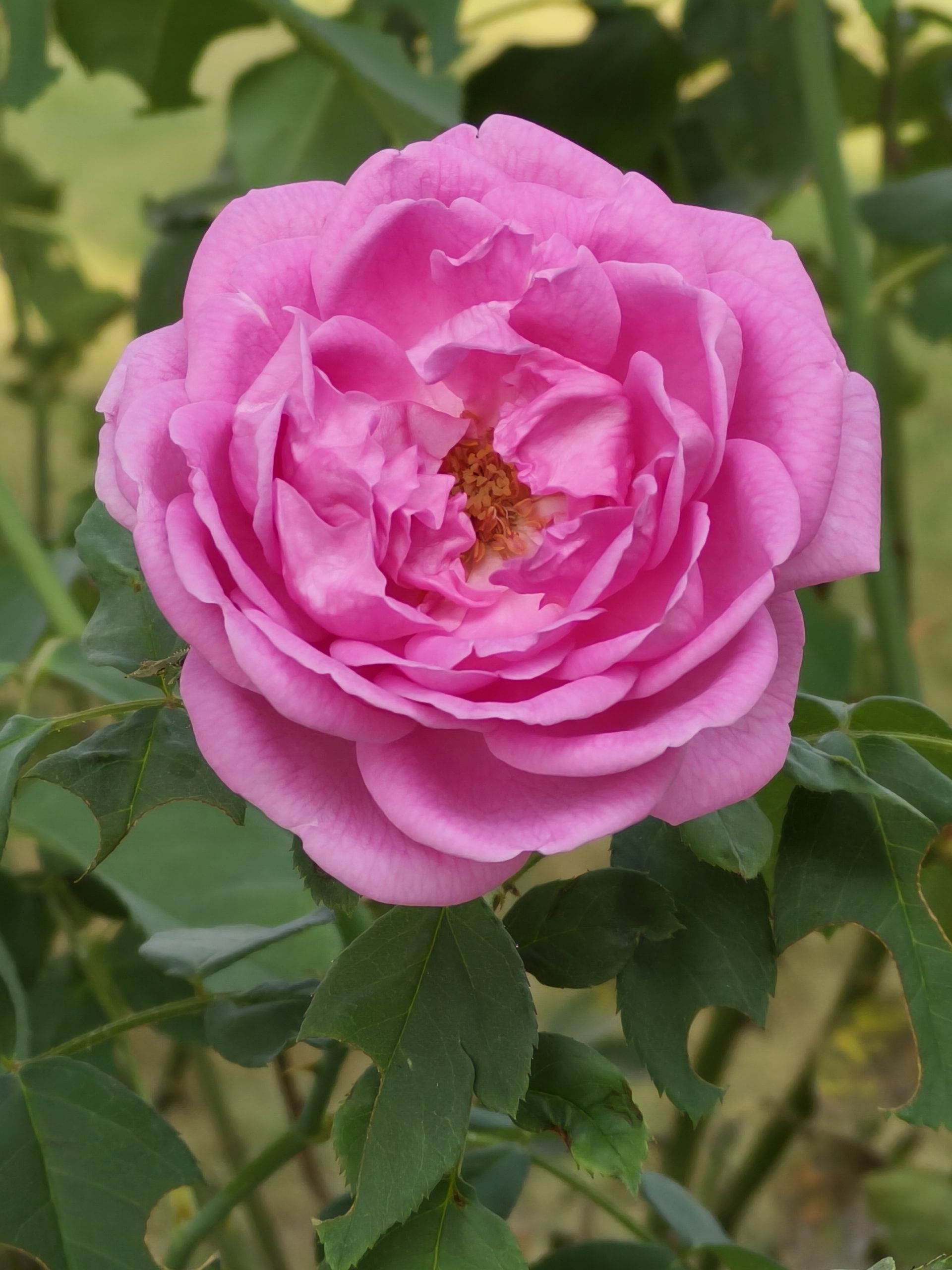 Oppo Find N3 Flip Camera Sample