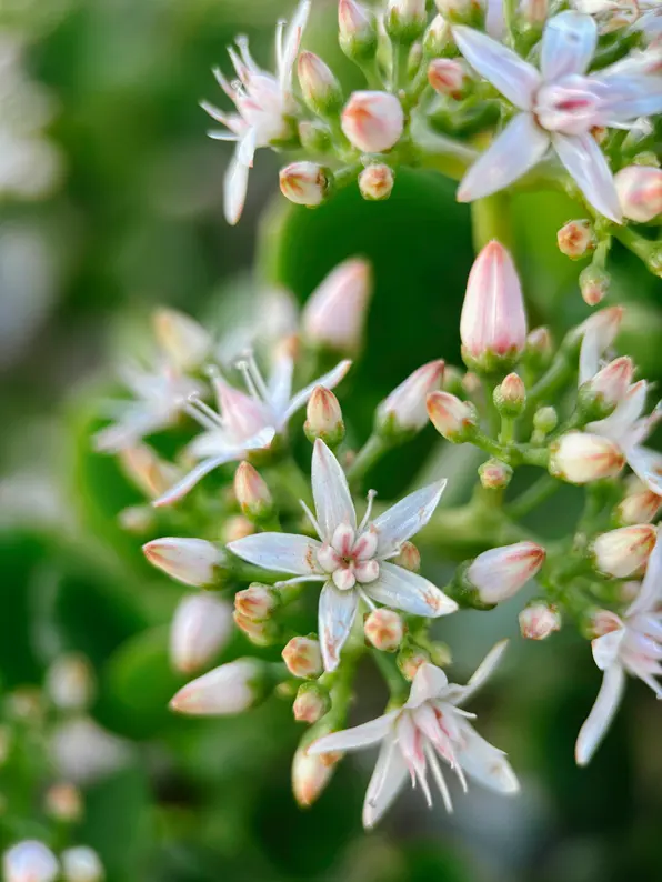 Moment 75mm Mobile Lens | T Series